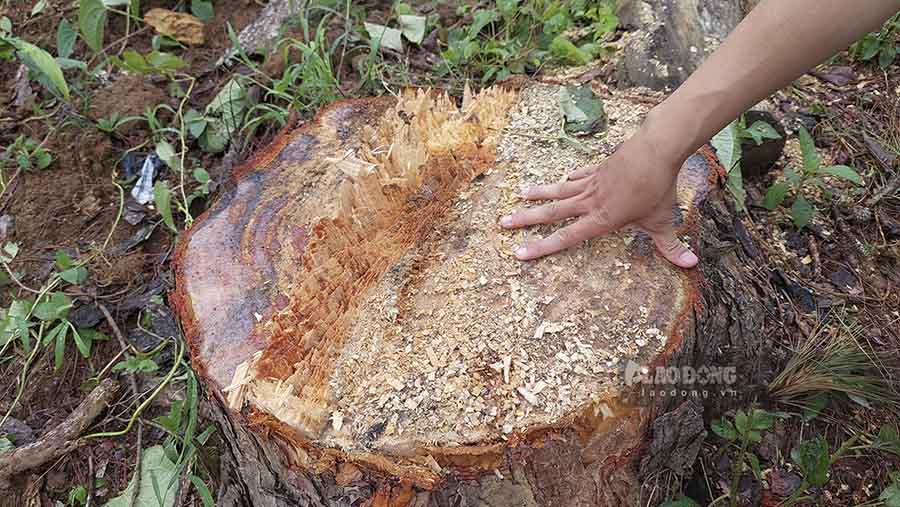 Công an, kiểm lâm phối hợp điều tra vụ phá rừng trên đỉnh đèo Pha Đin