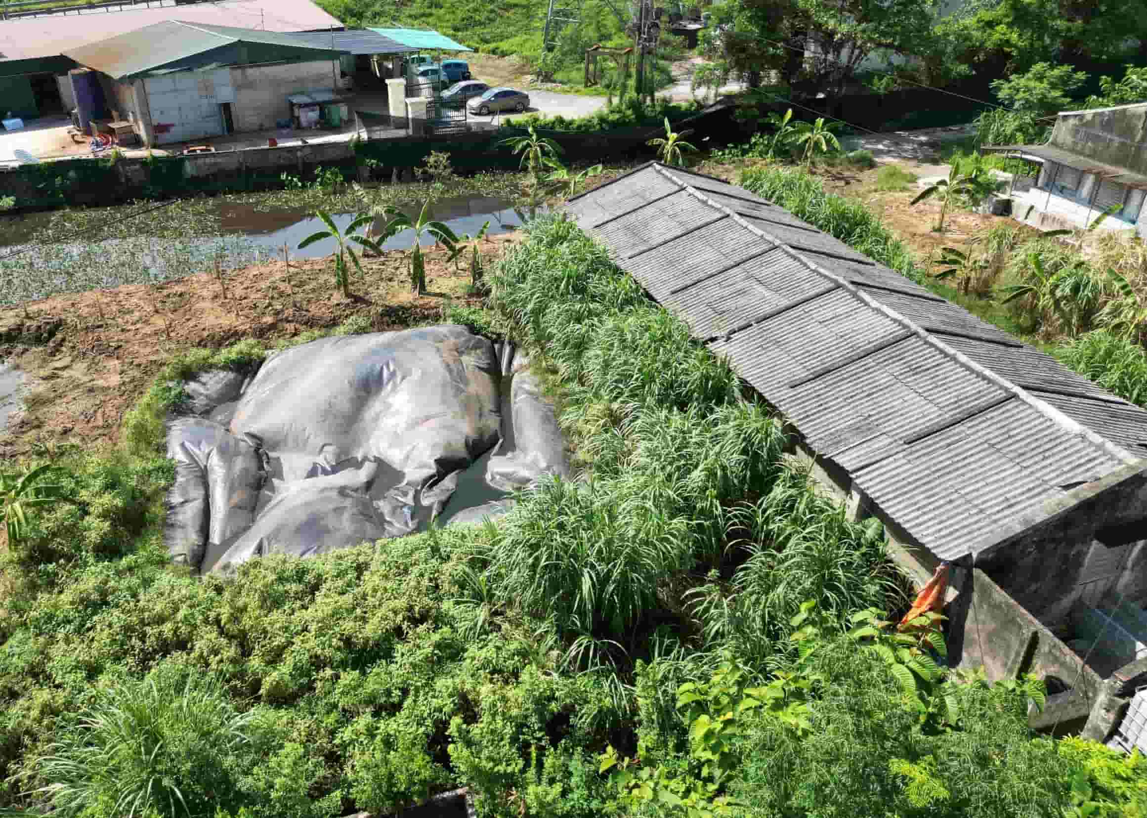 Điều đáng nói là trang trại nuôi lợn này nằm ngay trong khu dân cư, chính vì vậy mùi hôi thối bốc lên nồng nặc khiến hàng trăm hộ dân sống gần trại lợn này phải hứng chịu. Ảnh: Nguyễn Trường