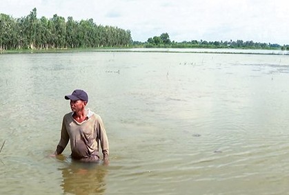 Mưa lớn, hàng trăm ha lúa tại Cà Mau chìm trong nước