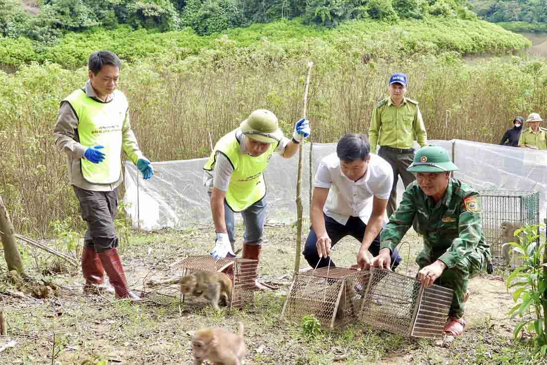 Thả 36 cá thể động vật hoang dã về tự nhiên