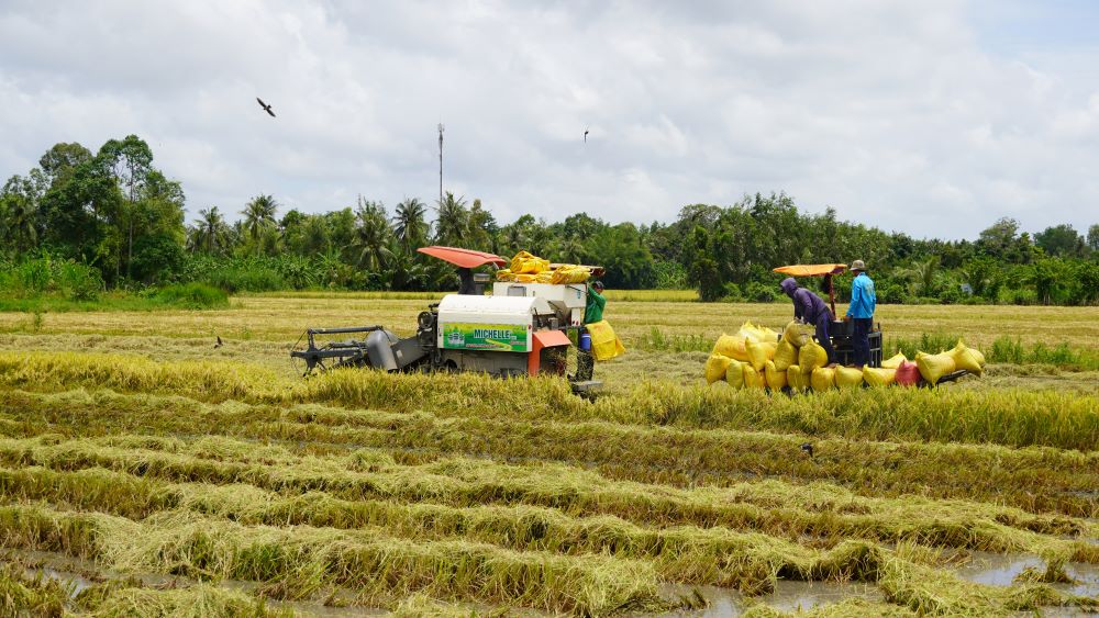 Một số vùng trũng chưa kịp thoát nước nên ảnh hưởng đến tiến độ thu hoạch lúa bằng máy gặt đập. Ảnh: Phương Anh