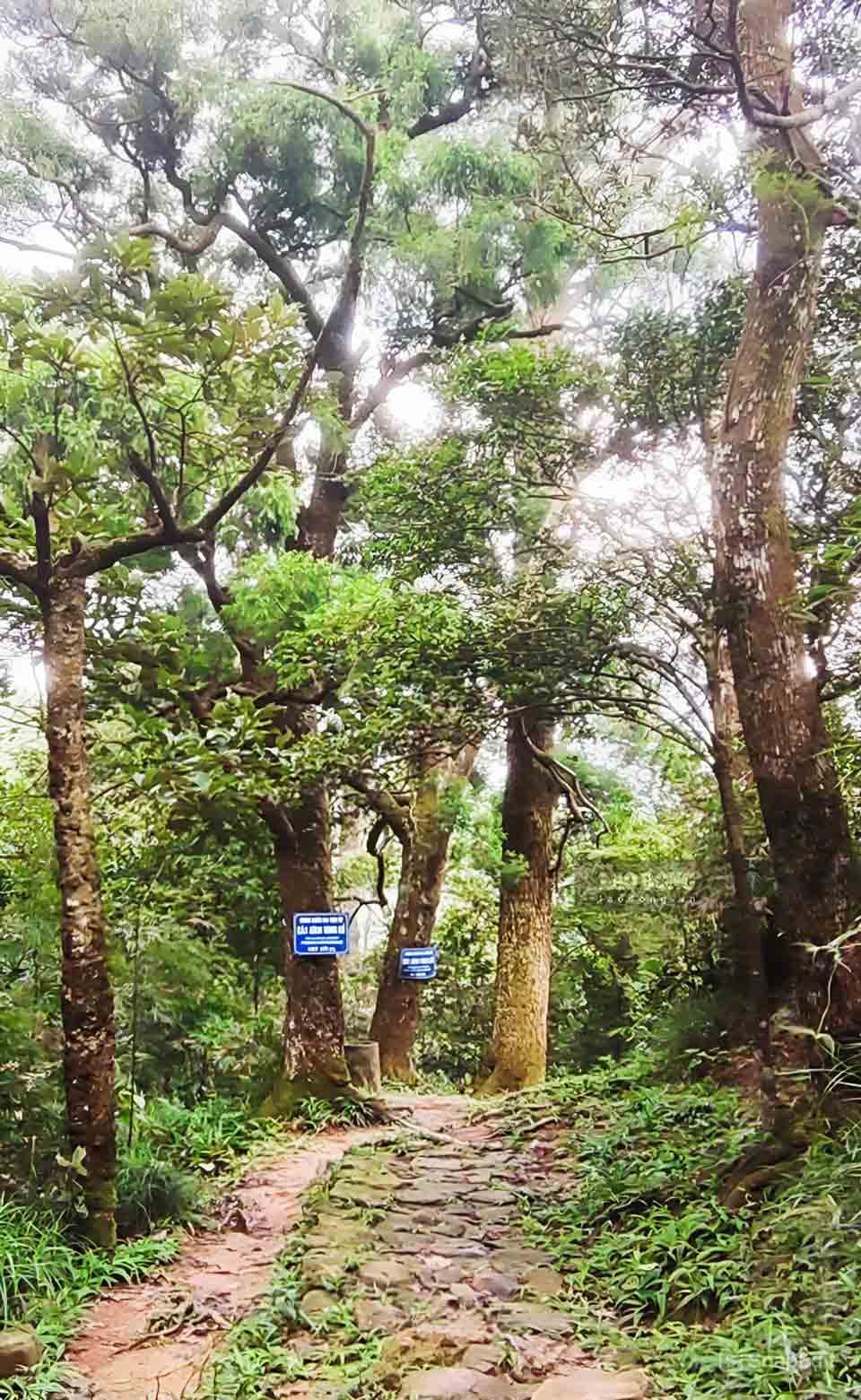 Đường Tùng Yên Tử (Quảng Ninh)