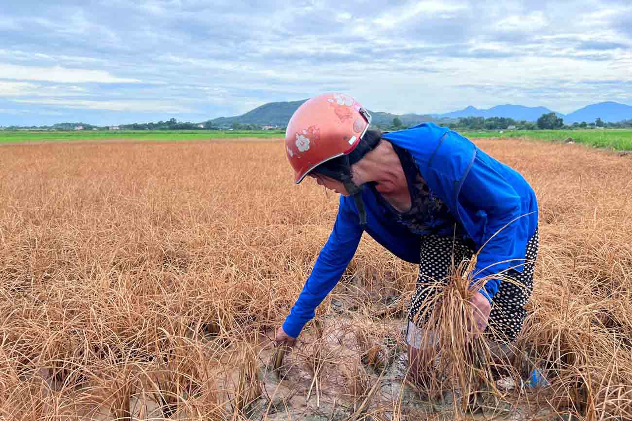 Thống nhất mức bồi thường lúa chết do thi công cao tốc Bắc - Nam