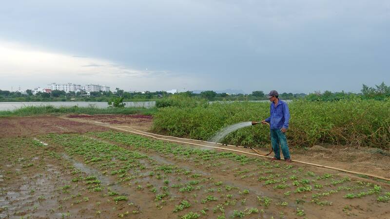 Nông dân ở Đà Nẵng đành sử dụng nước giếng khoan để tưới rau màu với hy vọng cây sẽ phát triển. Ảnh: Trần Thi