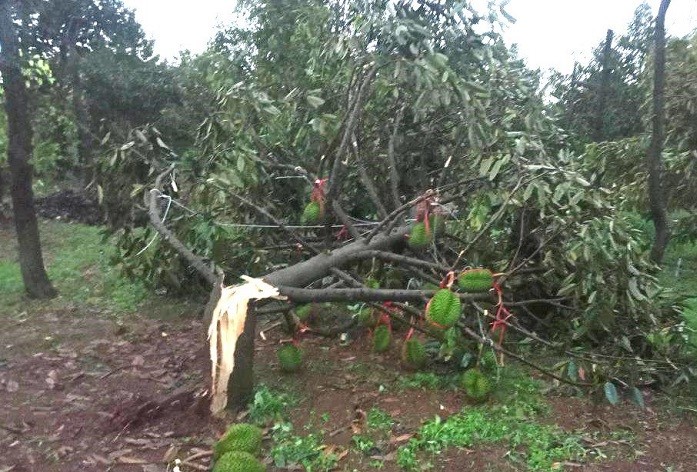 Thiên tai gây thiệt hại nhiều vườn sầu riêng của nông dân Tây Nguyên