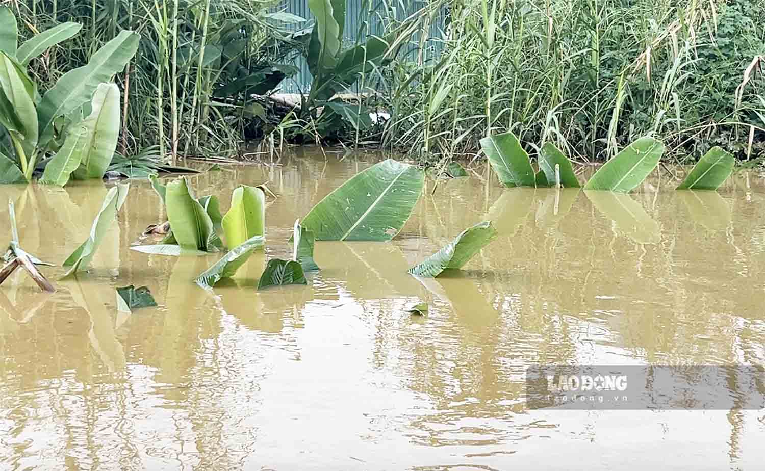 Ông Ôn Xuân Trường, người có thâm niên sống hơn 20 năm trên nổi ven sông Lô cho biết, nước sông Lô thất thường, năm ngoái thì cạn khô, năm nay lũ liên tiếp về. Nước thấp quá không nuôi được cá lồng, cao quá thì lo bị cuốn đi, nhấn chìm cây cối hoa màu.