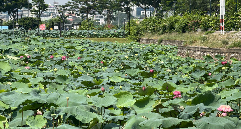 Sen Bách Diệp nằm trong mô hình trồng sen tại Tây Hồ đang khoe sắc dù hiện đang thời điểm cuối mùa sen. Ảnh: Hoàng Lộc